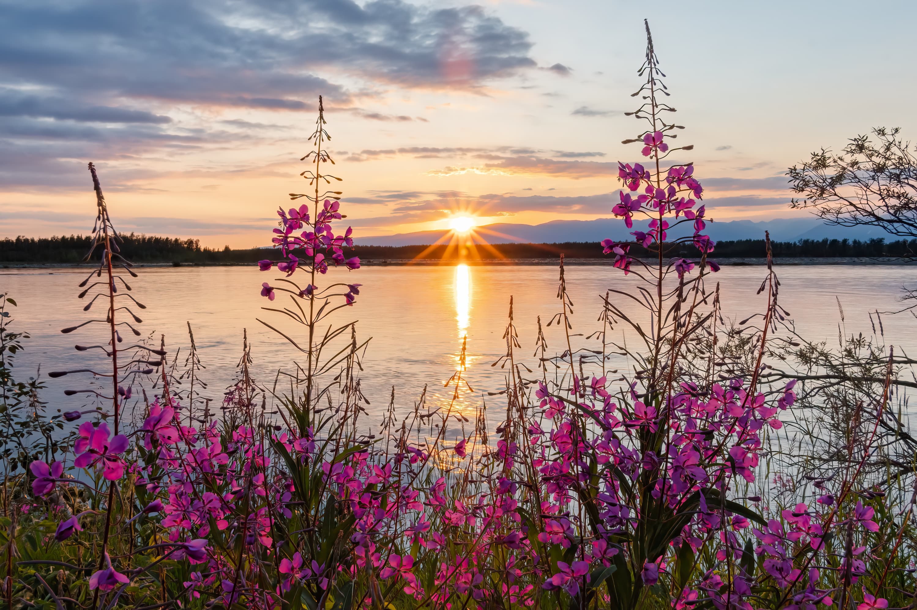 Fireweed blooming beside the Knik River at sunset with the Talkeetna Mountains in the distance